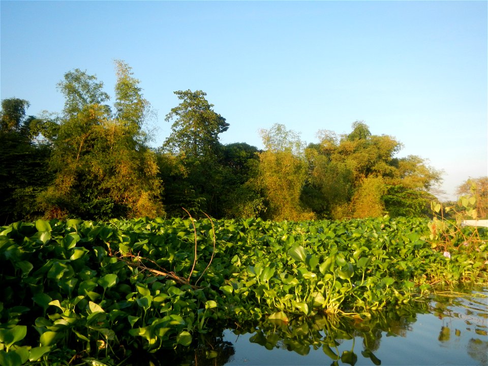 Eichhornia crassipes and Kangkong plantations Ipomoea aquatica  swamp cabbage or river spinach, in or along the Riprap construction of the Pulilan Riverbanks (Dampol 1, Lumbac and Poblacion, Pulilan &