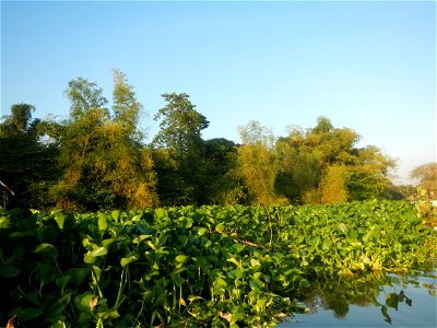 Eichhornia crassipes and Kangkong plantations Ipomoea aquatica  swamp cabbage or river spinach, in or along the Riprap construction of the Pulilan Riverbanks (Dampol 1, Lumbac and Poblacion, Pulilan &