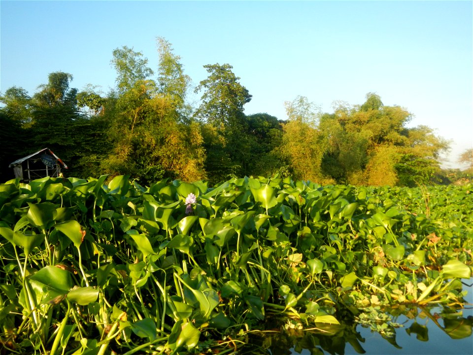 Eichhornia crassipes and Kangkong plantations Ipomoea aquatica  swamp cabbage or river spinach, in or along the Riprap construction of the Pulilan Riverbanks (Dampol 1, Lumbac and Poblacion, Pulilan &