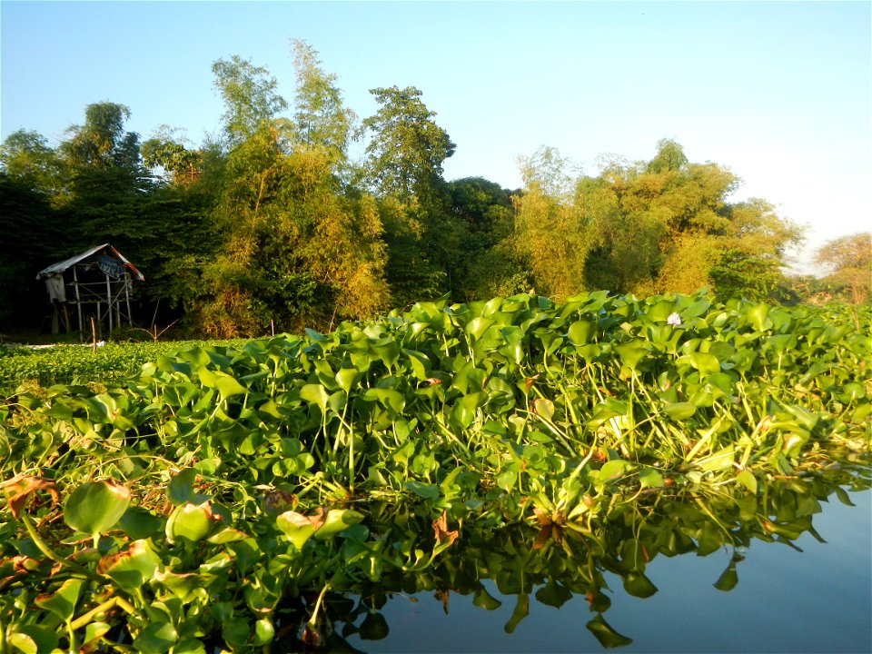 Eichhornia crassipes and Kangkong plantations Ipomoea aquatica  swamp cabbage or river spinach, in or along the Riprap construction of the Pulilan Riverbanks (Dampol 1, Lumbac and Poblacion, Pulilan &