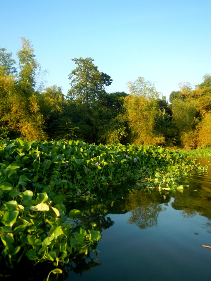 Eichhornia crassipes and Kangkong plantations Ipomoea aquatica  swamp cabbage or river spinach, in or along the Riprap construction of the Pulilan Riverbanks (Dampol 1, Lumbac and Poblacion, Pulilan &