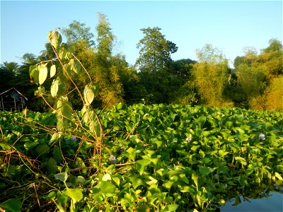 Eichhornia crassipes and Kangkong plantations Ipomoea aquatica  swamp cabbage or river spinach, in or along the Riprap construction of the Pulilan Riverbanks (Dampol 1, Lumbac and Poblacion, Pulilan &