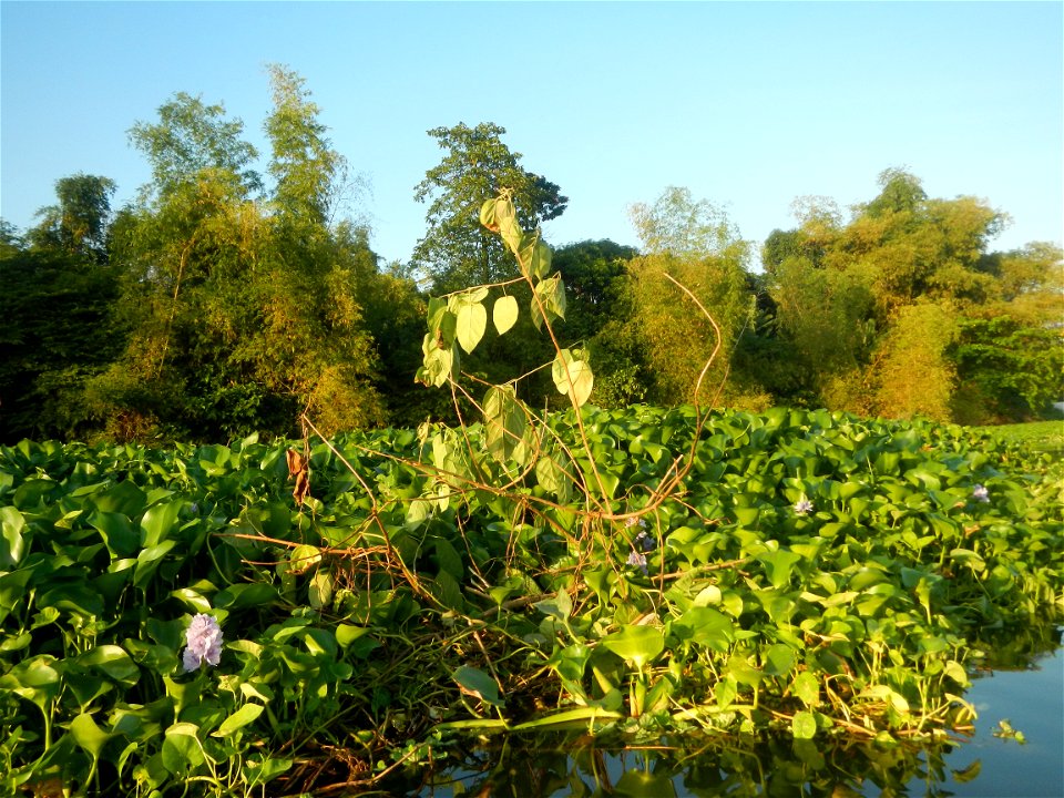 Eichhornia crassipes and Kangkong plantations Ipomoea aquatica  swamp cabbage or river spinach, in or along the Riprap construction of the Pulilan Riverbanks (Dampol 1, Lumbac and Poblacion, Pulilan &