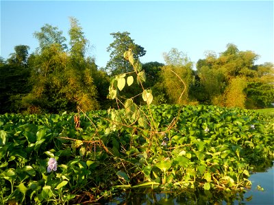 Eichhornia crassipes and Kangkong plantations Ipomoea aquatica  swamp cabbage or river spinach, in or along the Riprap construction of the Pulilan Riverbanks (Dampol 1, Lumbac and Poblacion, Pulilan &