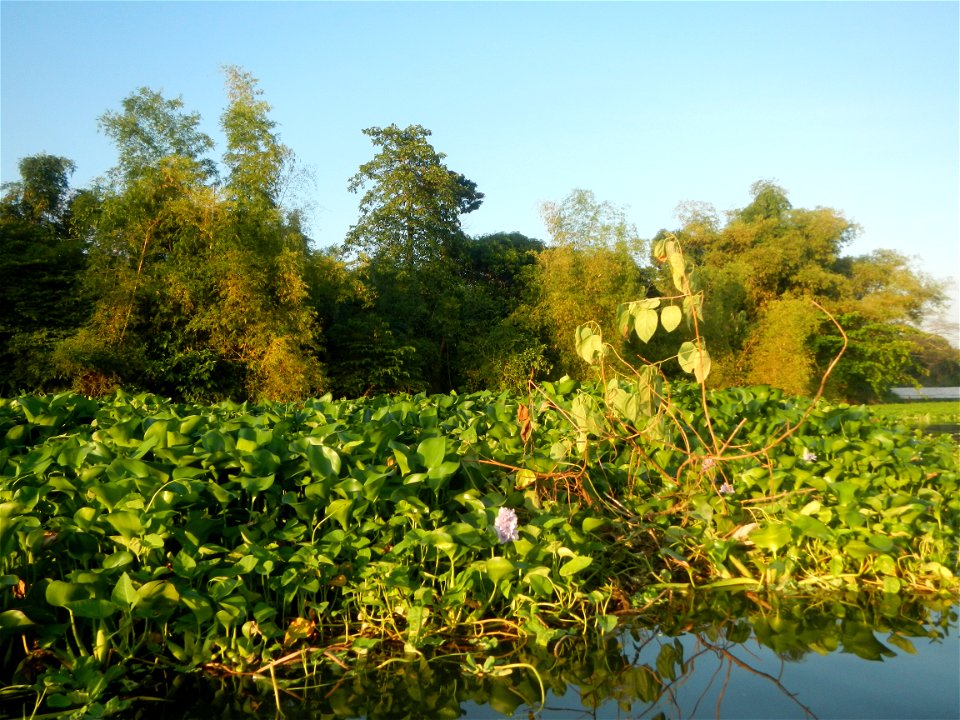 Eichhornia crassipes and Kangkong plantations Ipomoea aquatica  swamp cabbage or river spinach, in or along the Riprap construction of the Pulilan Riverbanks (Dampol 1, Lumbac and Poblacion, Pulilan &