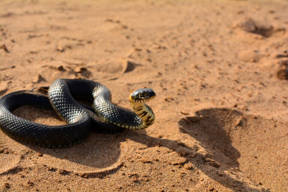 Reptile beach animals