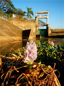 Sunset, Eichhornia crassipes in Angat River Afterbay Regulatory Dam (Bay walk, boulevard, Lico, San Rafael-Bustos-Angat, Bulacan villages) (Bustos Dam, rubber dam in Asia at 79 meters and the second l