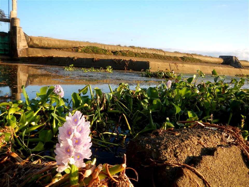 Sunset, Eichhornia crassipes in Angat River Afterbay Regulatory Dam (Bay walk, boulevard, Lico, San Rafael-Bustos-Angat, Bulacan villages) (Bustos Dam, rubber dam in Asia at 79 meters and the second l