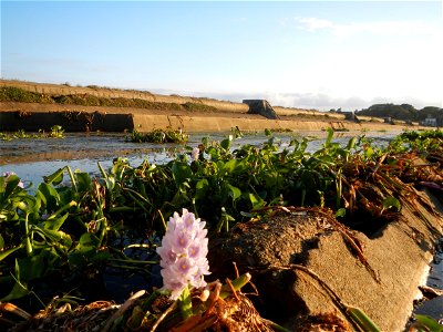 Sunset, Eichhornia crassipes in Angat River Afterbay Regulatory Dam (Bay walk, boulevard, Lico, San Rafael-Bustos-Angat, Bulacan villages) (Bustos Dam, rubber dam in Asia at 79 meters and the second l