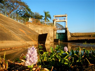 Sunset, Eichhornia crassipes in Angat River Afterbay Regulatory Dam (Bay walk, boulevard, Lico, San Rafael-Bustos-Angat, Bulacan villages) (Bustos Dam, rubber dam in Asia at 79 meters and the second l