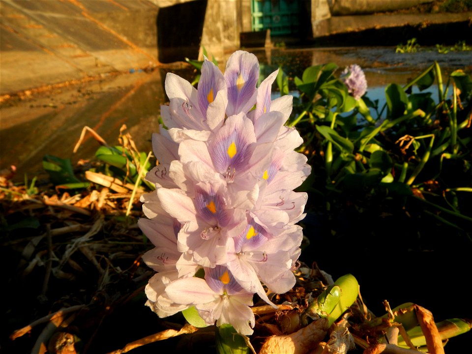 Sunset, Eichhornia crassipes in Angat River Afterbay Regulatory Dam (Bay walk, boulevard, Lico, San Rafael-Bustos-Angat, Bulacan villages) (Bustos Dam, rubber dam in Asia at 79 meters and the second l