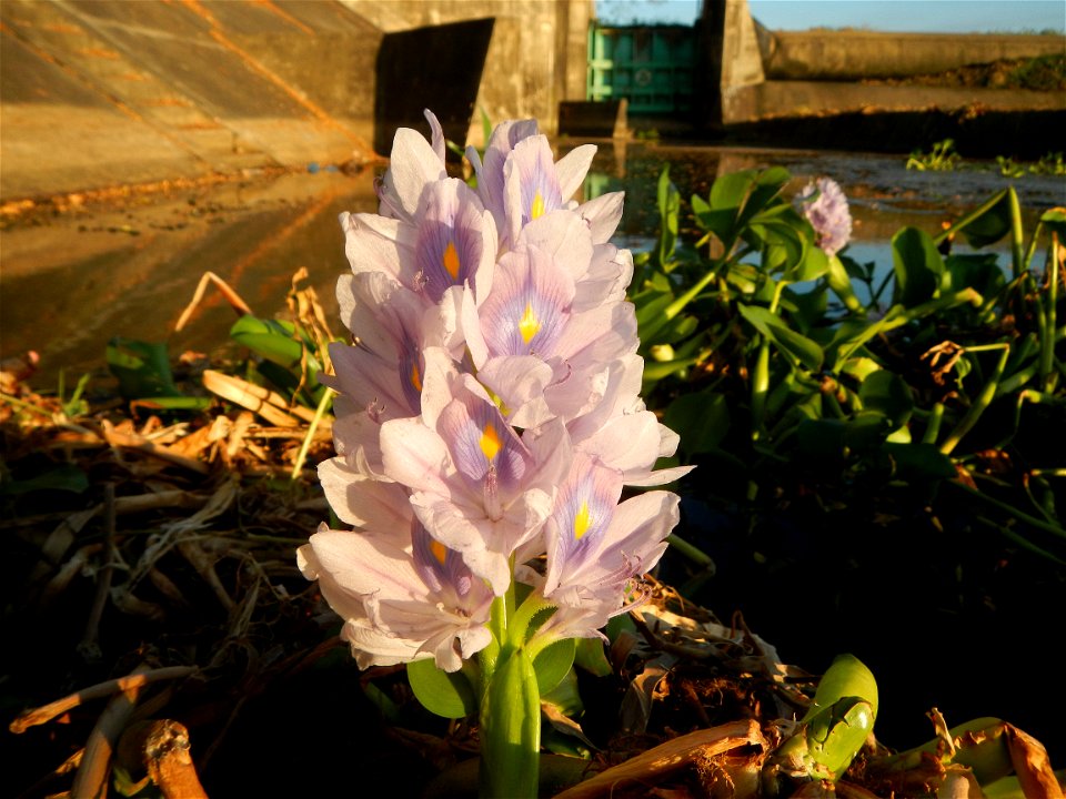 Sunset, Eichhornia crassipes in Angat River Afterbay Regulatory Dam (Bay walk, boulevard, Lico, San Rafael-Bustos-Angat, Bulacan villages) (Bustos Dam, rubber dam in Asia at 79 meters and the second l