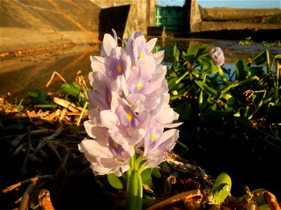 Sunset, Eichhornia crassipes in Angat River Afterbay Regulatory Dam (Bay walk, boulevard, Lico, San Rafael-Bustos-Angat, Bulacan villages) (Bustos Dam, rubber dam in Asia at 79 meters and the second l