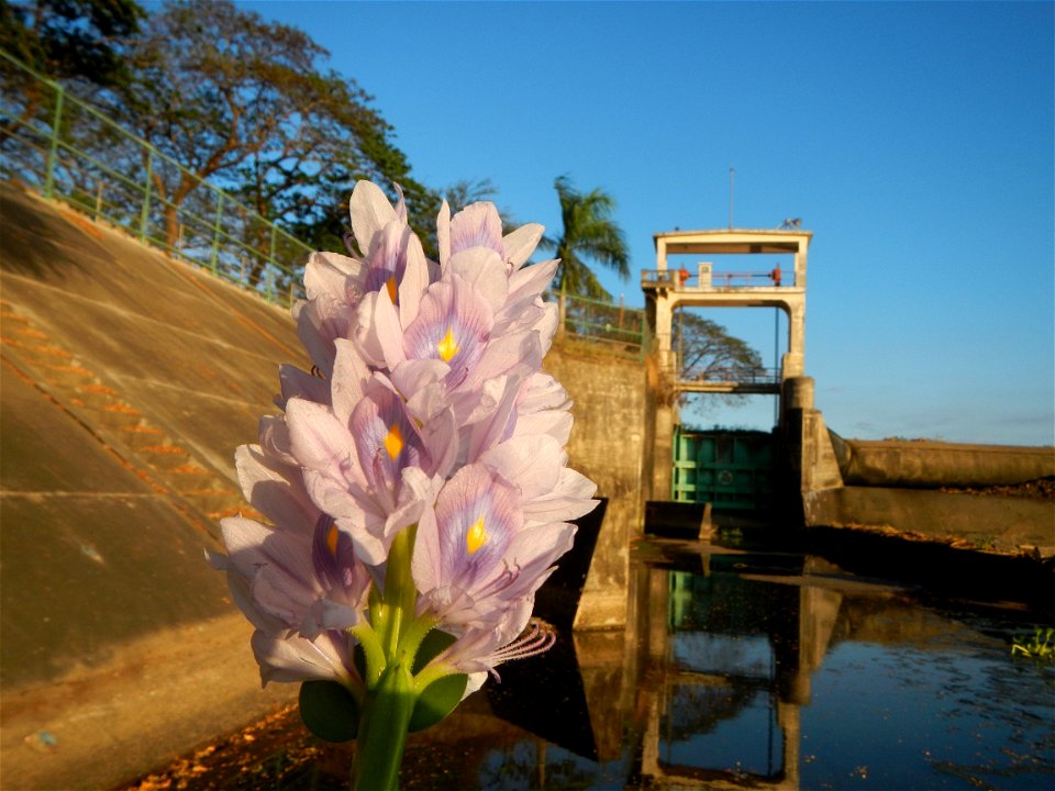 Sunset, Eichhornia crassipes in Angat River Afterbay Regulatory Dam (Bay walk, boulevard, Lico, San Rafael-Bustos-Angat, Bulacan villages) (Bustos Dam, rubber dam in Asia at 79 meters and the second l