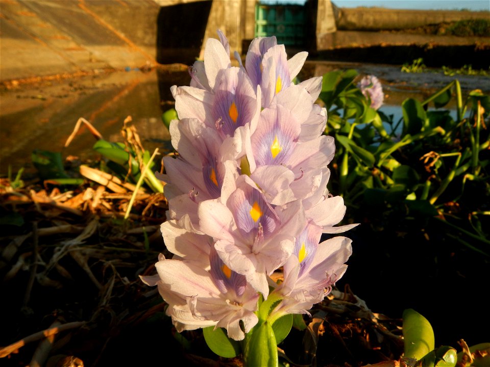 Sunset, Eichhornia crassipes in Angat River Afterbay Regulatory Dam (Bay walk, boulevard, Lico, San Rafael-Bustos-Angat, Bulacan villages) (Bustos Dam, rubber dam in Asia at 79 meters and the second l