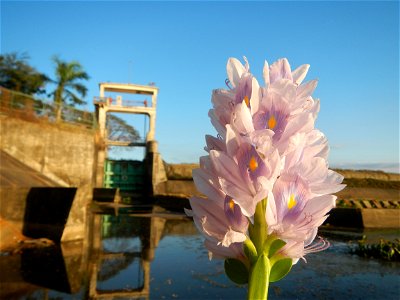 Sunset, Eichhornia crassipes in Angat River Afterbay Regulatory Dam (Bay walk, boulevard, Lico, San Rafael-Bustos-Angat, Bulacan villages) (Bustos Dam, rubber dam in Asia at 79 meters and the second l