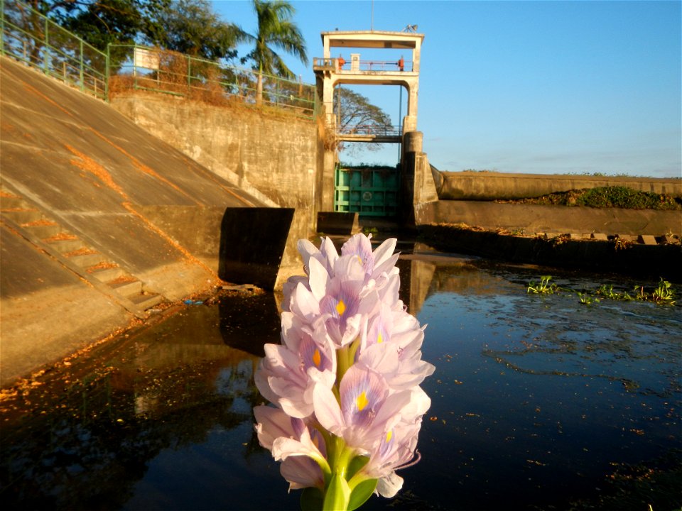 Sunset, Eichhornia crassipes in Angat River Afterbay Regulatory Dam (Bay walk, boulevard, Lico, San Rafael-Bustos-Angat, Bulacan villages) (Bustos Dam, rubber dam in Asia at 79 meters and the second l