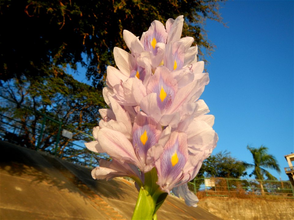 Sunset, Eichhornia crassipes in Angat River Afterbay Regulatory Dam (Bay walk, boulevard, Lico, San Rafael-Bustos-Angat, Bulacan villages) (Bustos Dam, rubber dam in Asia at 79 meters and the second l