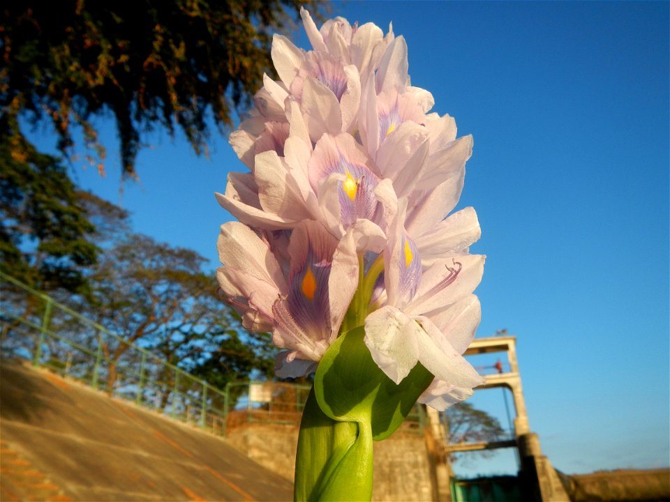 Sunset, Eichhornia crassipes in Angat River Afterbay Regulatory Dam (Bay walk, boulevard, Lico, San Rafael-Bustos-Angat, Bulacan villages) (Bustos Dam, rubber dam in Asia at 79 meters and the second l