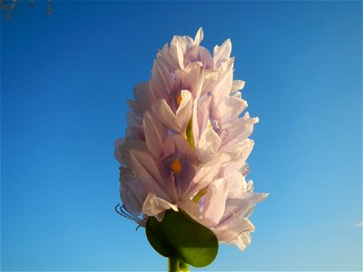 Sunset, Eichhornia crassipes in Angat River Afterbay Regulatory Dam (Bay walk, boulevard, Lico, San Rafael-Bustos-Angat, Bulacan villages) (Bustos Dam, rubber dam in Asia at 79 meters and the second l