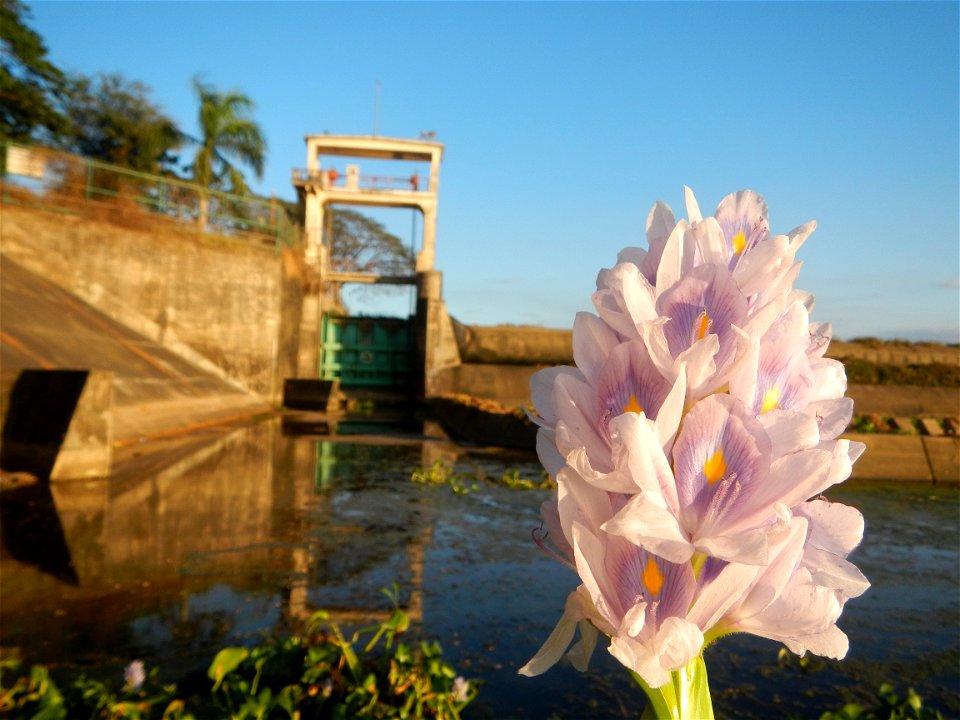 Sunset, Eichhornia crassipes in Angat River Afterbay Regulatory Dam (Bay walk, boulevard, Lico, San Rafael-Bustos-Angat, Bulacan villages) (Bustos Dam, rubber dam in Asia at 79 meters and the second l