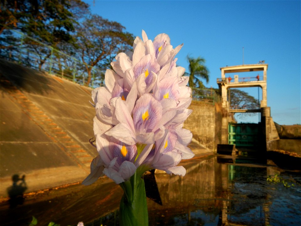 Sunset, Eichhornia crassipes in Angat River Afterbay Regulatory Dam (Bay walk, boulevard, Lico, San Rafael-Bustos-Angat, Bulacan villages) (Bustos Dam, rubber dam in Asia at 79 meters and the second l