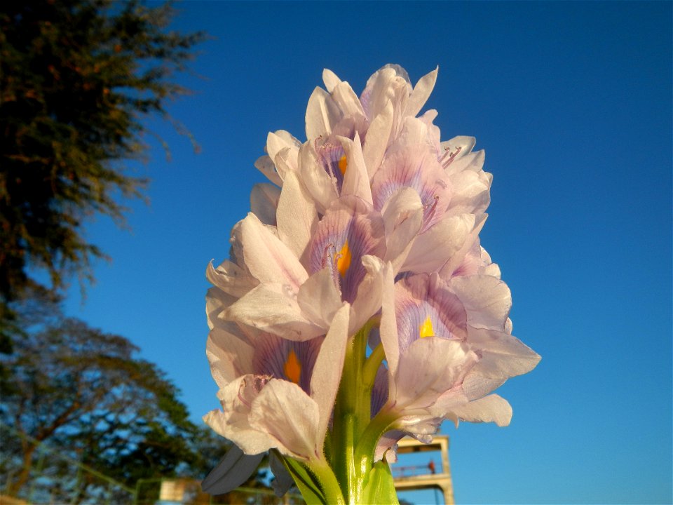Sunset, Eichhornia crassipes in Angat River Afterbay Regulatory Dam (Bay walk, boulevard, Lico, San Rafael-Bustos-Angat, Bulacan villages) (Bustos Dam, rubber dam in Asia at 79 meters and the second l