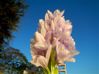 Sunset, Eichhornia crassipes in Angat River Afterbay Regulatory Dam (Bay walk, boulevard, Lico, San Rafael-Bustos-Angat, Bulacan villages) (Bustos Dam, rubber dam in Asia at 79 meters and the second l