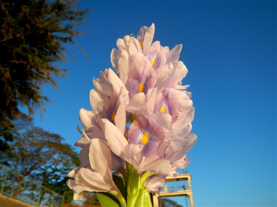 Sunset, Eichhornia crassipes in Angat River Afterbay Regulatory Dam (Bay walk, boulevard, Lico, San Rafael-Bustos-Angat, Bulacan villages) (Bustos Dam, rubber dam in Asia at 79 meters and the second l