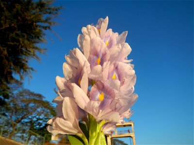 Sunset, Eichhornia crassipes in Angat River Afterbay Regulatory Dam (Bay walk, boulevard, Lico, San Rafael-Bustos-Angat, Bulacan villages) (Bustos Dam, rubber dam in Asia at 79 meters and the second l