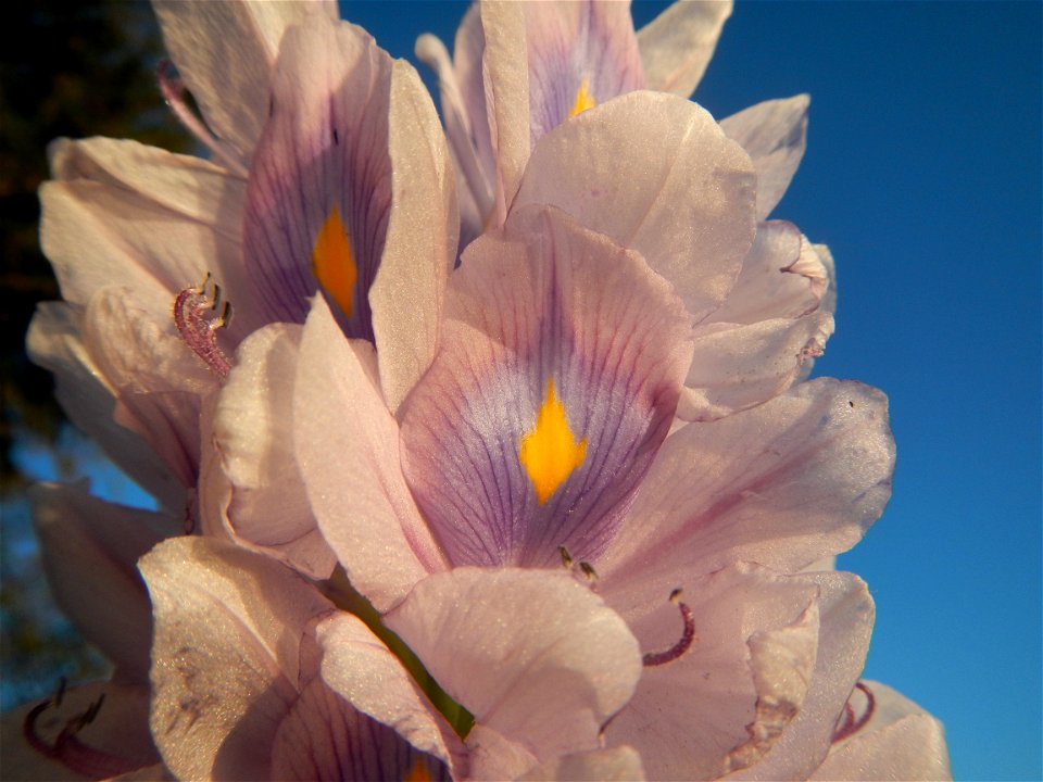 Sunset, Eichhornia crassipes in Angat River Afterbay Regulatory Dam (Bay walk, boulevard, Lico, San Rafael-Bustos-Angat, Bulacan villages) (Bustos Dam, rubber dam in Asia at 79 meters and the second l