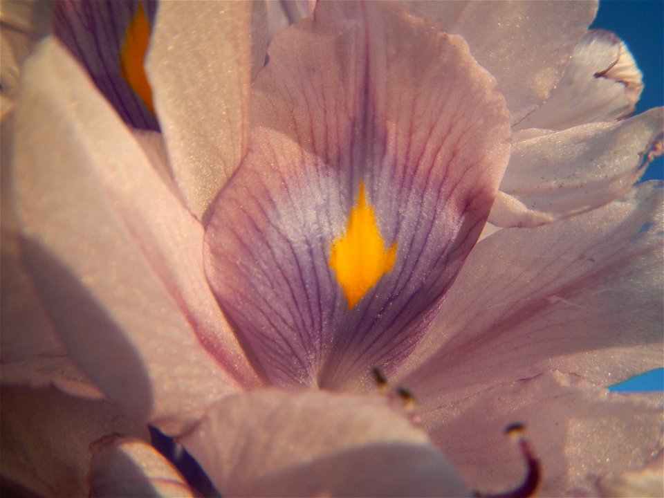 Sunset, Eichhornia crassipes in Angat River Afterbay Regulatory Dam (Bay walk, boulevard, Lico, San Rafael-Bustos-Angat, Bulacan villages) (Bustos Dam, rubber dam in Asia at 79 meters and the second l