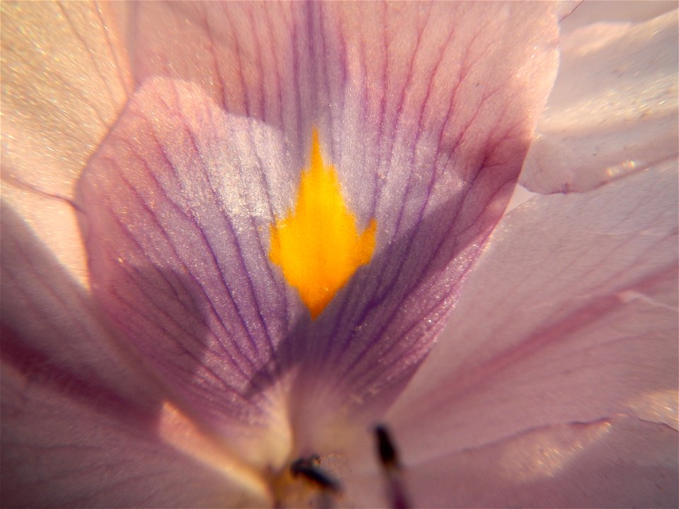 Sunset, Eichhornia crassipes in Angat River Afterbay Regulatory Dam (Bay walk, boulevard, Lico, San Rafael-Bustos-Angat, Bulacan villages) (Bustos Dam, rubber dam in Asia at 79 meters and the second l