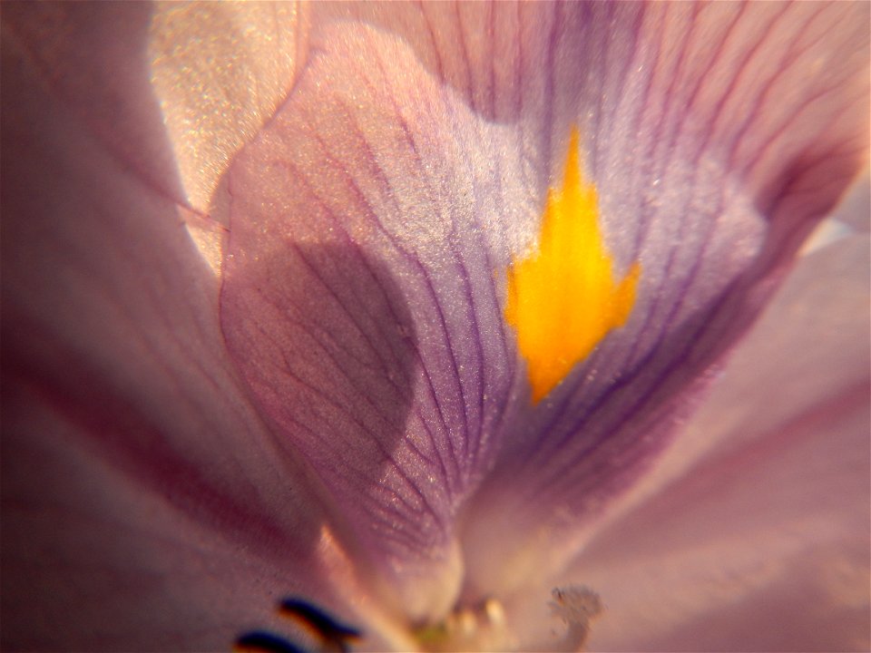 Sunset, Eichhornia crassipes in Angat River Afterbay Regulatory Dam (Bay walk, boulevard, Lico, San Rafael-Bustos-Angat, Bulacan villages) (Bustos Dam, rubber dam in Asia at 79 meters and the second l