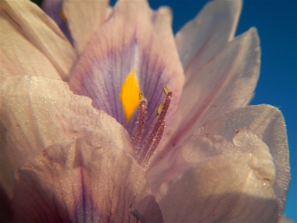 Sunset, Eichhornia crassipes in Angat River Afterbay Regulatory Dam (Bay walk, boulevard, Lico, San Rafael-Bustos-Angat, Bulacan villages) (Bustos Dam, rubber dam in Asia at 79 meters and the second l