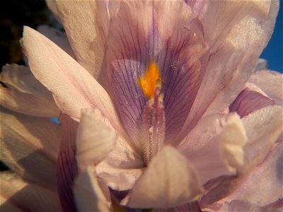 Sunset, Eichhornia crassipes in Angat River Afterbay Regulatory Dam (Bay walk, boulevard, Lico, San Rafael-Bustos-Angat, Bulacan villages) (Bustos Dam, rubber dam in Asia at 79 meters and the second l