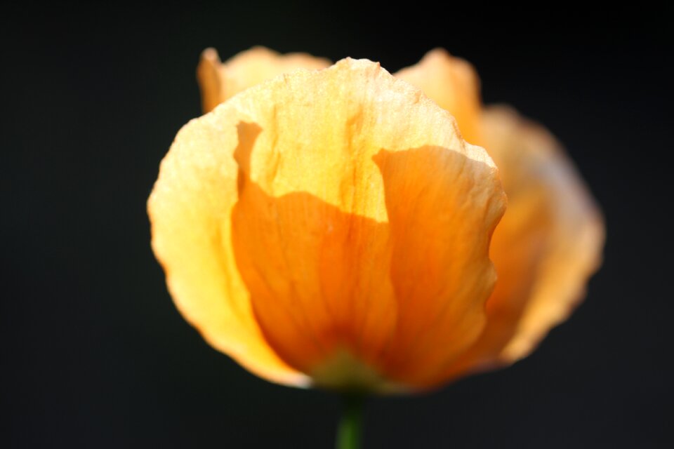 Bloom summer light