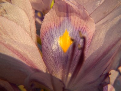 Sunset, Eichhornia crassipes in Angat River Afterbay Regulatory Dam (Bay walk, boulevard, Lico, San Rafael-Bustos-Angat, Bulacan villages) (Bustos Dam, rubber dam in Asia at 79 meters and the second l