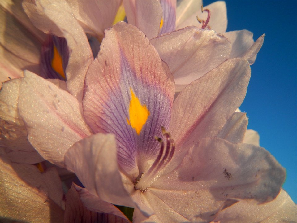 Sunset, Eichhornia crassipes in Angat River Afterbay Regulatory Dam (Bay walk, boulevard, Lico, San Rafael-Bustos-Angat, Bulacan villages) (Bustos Dam, rubber dam in Asia at 79 meters and the second l