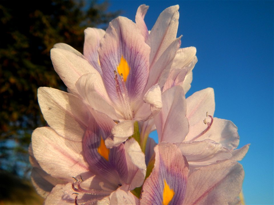Sunset, Eichhornia crassipes in Angat River Afterbay Regulatory Dam (Bay walk, boulevard, Lico, San Rafael-Bustos-Angat, Bulacan villages) (Bustos Dam, rubber dam in Asia at 79 meters and the second l