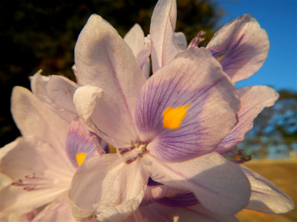 Sunset, Eichhornia crassipes in Angat River Afterbay Regulatory Dam (Bay walk, boulevard, Lico, San Rafael-Bustos-Angat, Bulacan villages) (Bustos Dam, rubber dam in Asia at 79 meters and the second l