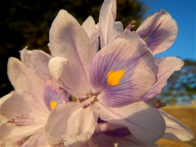 Sunset, Eichhornia crassipes in Angat River Afterbay Regulatory Dam (Bay walk, boulevard, Lico, San Rafael-Bustos-Angat, Bulacan villages) (Bustos Dam, rubber dam in Asia at 79 meters and the second l