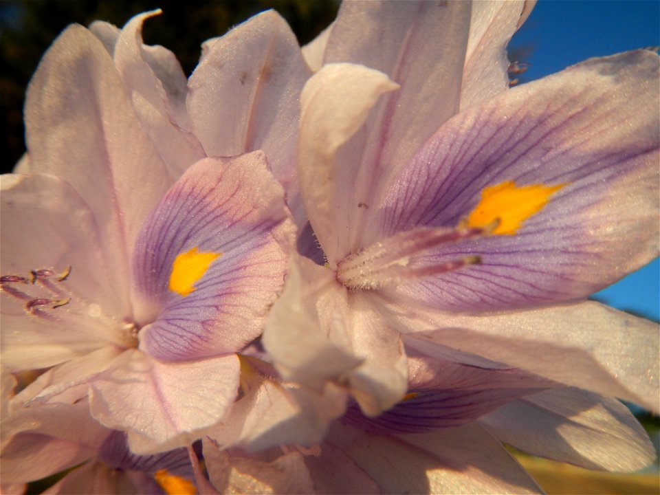Sunset, Eichhornia crassipes in Angat River Afterbay Regulatory Dam (Bay walk, boulevard, Lico, San Rafael-Bustos-Angat, Bulacan villages) (Bustos Dam, rubber dam in Asia at 79 meters and the second l