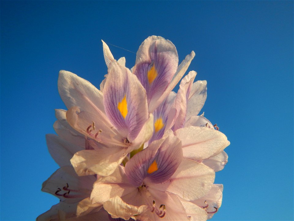 Sunset, Eichhornia crassipes in Angat River Afterbay Regulatory Dam (Bay walk, boulevard, Lico, San Rafael-Bustos-Angat, Bulacan villages) (Bustos Dam, rubber dam in Asia at 79 meters and the second l