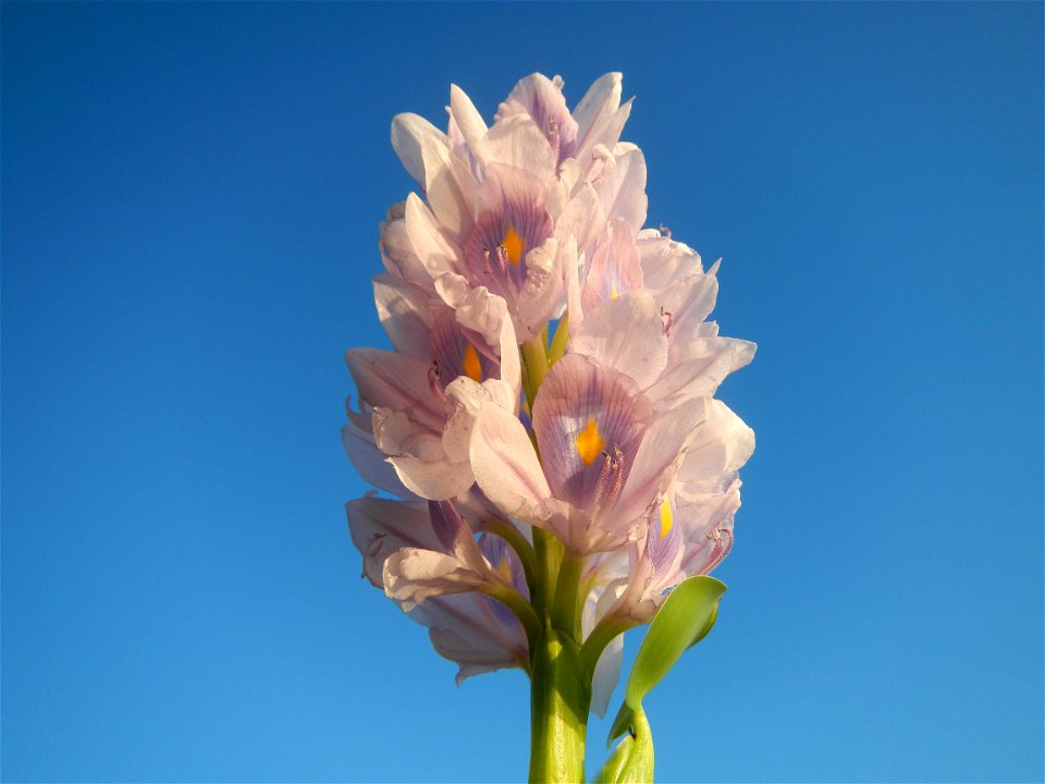 Sunset, Eichhornia crassipes in Angat River Afterbay Regulatory Dam (Bay walk, boulevard, Lico, San Rafael-Bustos-Angat, Bulacan villages) (Bustos Dam, rubber dam in Asia at 79 meters and the second l