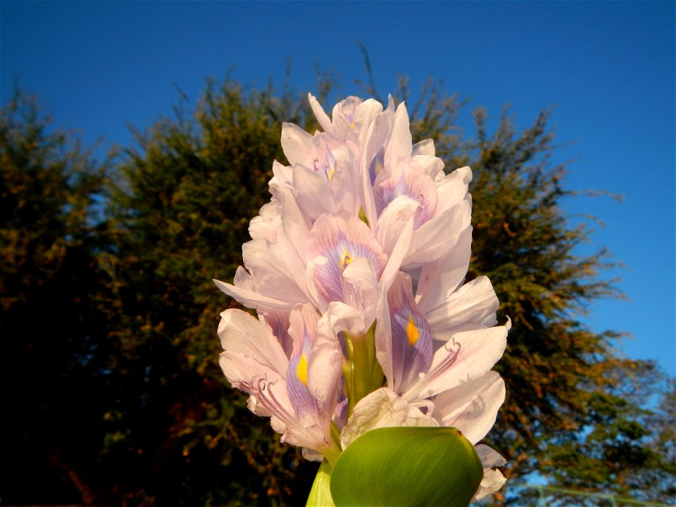 Sunset, Eichhornia crassipes in Angat River Afterbay Regulatory Dam (Bay walk, boulevard, Lico, San Rafael-Bustos-Angat, Bulacan villages) (Bustos Dam, rubber dam in Asia at 79 meters and the second l