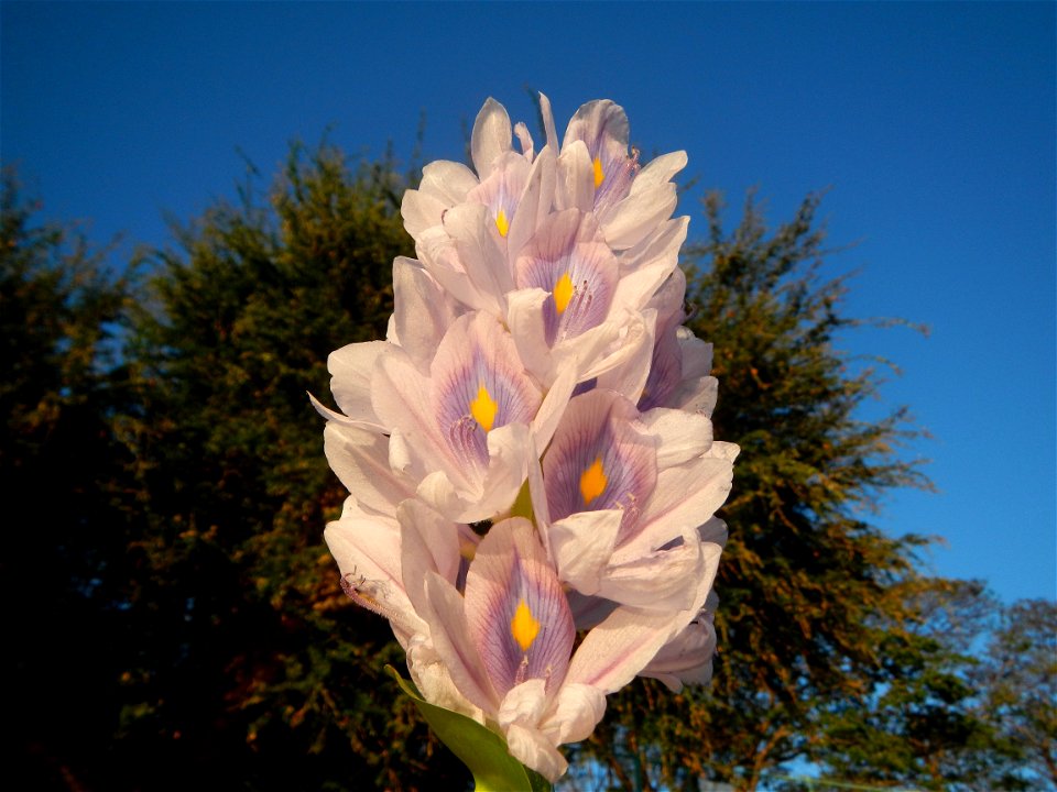 Sunset, Eichhornia crassipes in Angat River Afterbay Regulatory Dam (Bay walk, boulevard, Lico, San Rafael-Bustos-Angat, Bulacan villages) (Bustos Dam, rubber dam in Asia at 79 meters and the second l