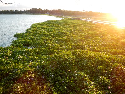 Angat River Afterbay Regulatory Dam (Bay walk, boulevard, Lico, San Rafael-Bustos-Angat, Bulacan villages) (Bustos Dam, rubber dam in Asia at 79 meters and the second largest in the world; Coordinates photo