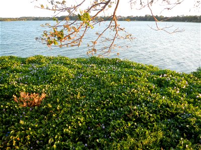 Angat River Afterbay Regulatory Dam (Bay walk, boulevard, Lico, San Rafael-Bustos-Angat, Bulacan villages) (Bustos Dam, rubber dam in Asia at 79 meters and the second largest in the world; Coordinates photo