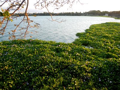 Angat River Afterbay Regulatory Dam (Bay walk, boulevard, Lico, San Rafael-Bustos-Angat, Bulacan villages) (Bustos Dam, rubber dam in Asia at 79 meters and the second largest in the world; Coordinates photo